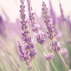 Calme Absolu - Lavendel - Duftkonzentrat-Roll-on