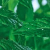 Klärendes Reinigungsgel Pure Menthe