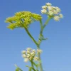 Körperpeeling-Gel Wildalge & Meerfenchel