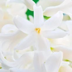 Tendres Instants - Eau de Parfum